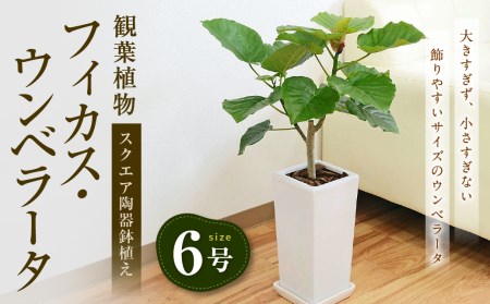 観葉植物 フィカス ウンベラータ ゴム6号 スクエア 陶器鉢植え 鉢色 白 長崎県大村市 ふるさと納税サイト ふるなび