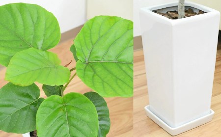観葉植物 フィカス ウンベラータ ゴム6号 スクエア 陶器鉢植え 鉢色 白 長崎県大村市 ふるさと納税サイト ふるなび