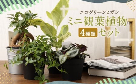 ミニ 観葉植物 4種類 生産者が使う プレミアム な 土 セット ガジュマル ゴムの木 長崎県大村市 ふるさと納税サイト ふるなび