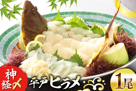 ヒラメ 神経〆平戸ひらめ 1尾 1 ～ 1.5kg 内臓処理済 [イワミ水産 長崎県 平戸市 hr42bgy400107]