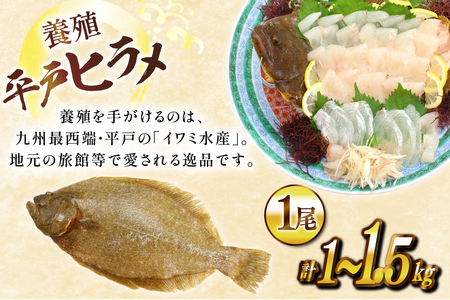 ヒラメ 神経〆平戸ひらめ 1尾 1 ～ 1.5kg 内臓処理済 [イワミ水産 長崎県 平戸市 hr42bgy400107]