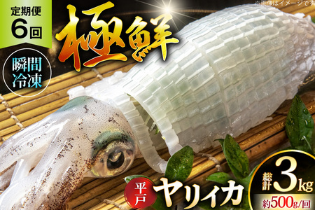 イカ 刺身 極鮮 ヤリイカ 計3.0kg（約500g×6回） 6回 定期便 [海隆丸 長崎県 平戸市 hr42bgy400091]