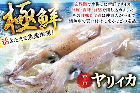 イカ 刺身 極鮮ヤリイカ 約500g [海隆丸 長崎県 平戸市 hr42bgy400118]