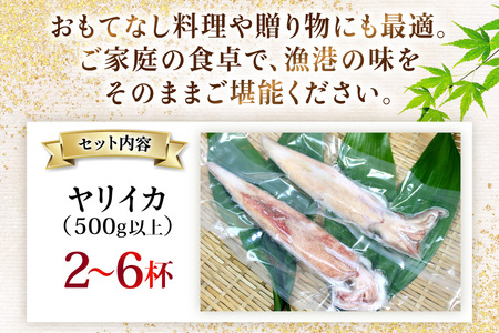 イカ 刺身 極鮮ヤリイカ 約500g [海隆丸 長崎県 平戸市 hr42bgy400118]
