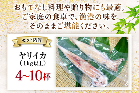 イカ 刺身 極鮮ヤリイカ 約1kg [海隆丸 長崎県 平戸市 hr42bgy400122]