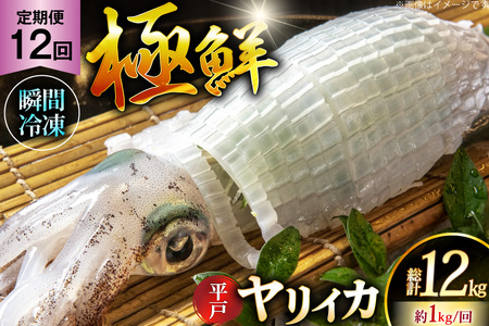 イカ 刺身 極鮮ヤリイカ 約1kg 12回 定期便 [海隆丸 長崎県 平戸市 hr42bgy400131]