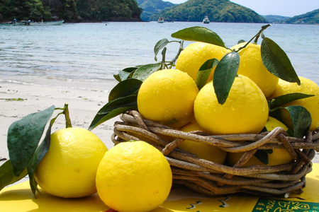 果物 オレンジ 平戸 夏香 3kg (16～25個) 2L ～ M サイズ [善果園 長崎県 平戸市 hr42bgy420155]