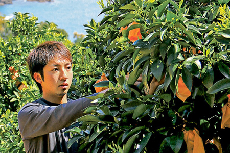 果物 オレンジ 平戸 夏香 3kg (16～25個) 2L ～ M サイズ [善果園 長崎県 平戸市 hr42bgy420155]