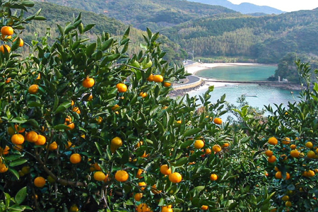 果物 オレンジ 平戸 夏香 3kg (16～25個) 2L ～ M サイズ [善果園 長崎県 平戸市 hr42bgy420155]