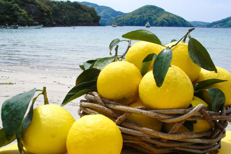 果物 オレンジ 果樹園からの贈り物 4種 セット [善果園 長崎県 平戸市 hr42bgy420171]