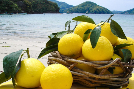 果物 オレンジ 平戸 夏香 ＆ ジュース セット [善果園 長崎県 平戸市 hr42bgy420206]