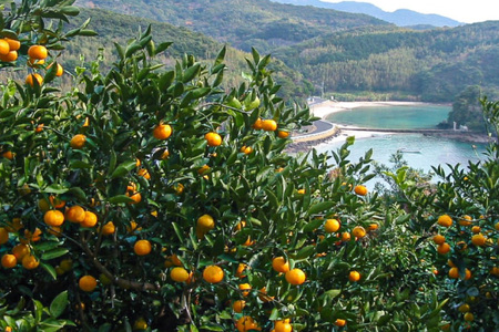 果物 オレンジ みかん ジュース 3種 セット 500ml 計3本 12回 定期便 [善果園 長崎県 平戸市 hr42bgy420350]