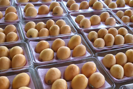 フルーツ びわ 根獅子びわ 250g (5個～6個) ×4パック 計1kg 【期間限定発送】 [しげさん農園 長崎県 平戸市 hr42bgy420036]