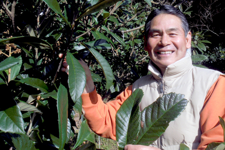 フルーツ びわ 根獅子びわ 250g (5個～6個) ×4パック 計1kg 【期間限定発送】 [しげさん農園 長崎県 平戸市 hr42bgy420036]