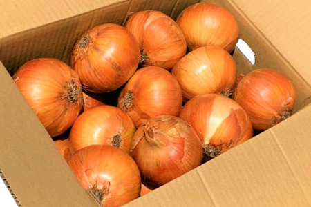 野菜 玉ねぎ うまか 吊り 玉葱 約8kg 【期間限定発送】 [しげさん農園 長崎県 平戸市 hr42bgy420281]