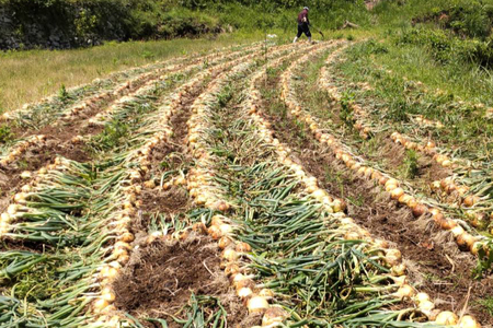 野菜 玉ねぎ うまか 吊り 玉葱 約8kg 【期間限定発送】 [しげさん農園 長崎県 平戸市 hr42bgy420281]
