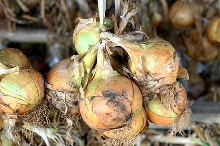 野菜 玉ねぎ うまか 吊り 玉葱 約8kg 【期間限定発送】 [しげさん農園 長崎県 平戸市 hr42bgy420281]
