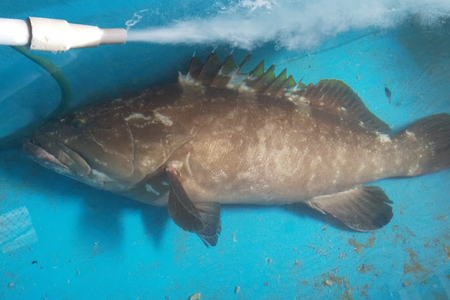 海鮮 クエ 天然クエの炙り 鍋 セット [漁師の店満月 長崎県 平戸市 hr42bgy420339]