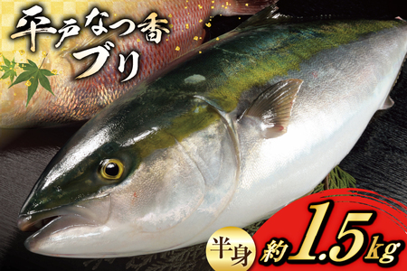 ぶり 刺身 平戸なつ香 ブリ 半身 約1.5kg [（株）坂野水産 長崎県 平戸市 hr42bgy420066]