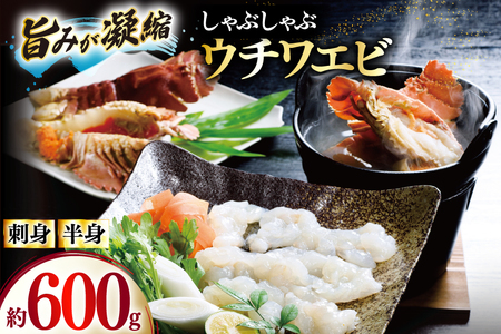 うちわえび エビ 海老 刺身 しゃぶしゃぶ 海鮮 ウチワエビ刺身 約200g・ウチワエビ半身 約400g セット 総計600g [ひばり 長崎県 平戸市 hr42bgy420035]