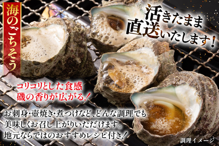 サザエ つぼ焼き 天然 活サザエ 1.8kg 3回 定期便 計 5.4kg [ひらど新鮮市場 長崎県 平戸市 hr42bgy400126]