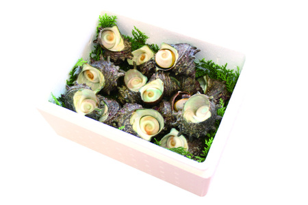 サザエ つぼ焼き 天然 活サザエ 1.8kg 3回 定期便 計 5.4kg [ひらど新鮮市場 長崎県 平戸市 hr42bgy400126]