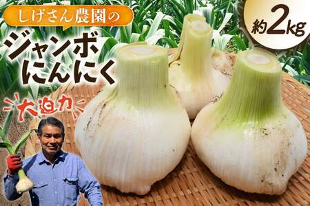 野菜 にんにく ジャンボにんにく 約2kg 【期間限定発送】 [しげさん農園 長崎県 平戸市 hr42bgy420076]