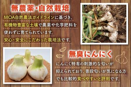 野菜 にんにく ジャンボにんにく 約2kg 【期間限定発送】 [しげさん農園 長崎県 平戸市 hr42bgy420076]