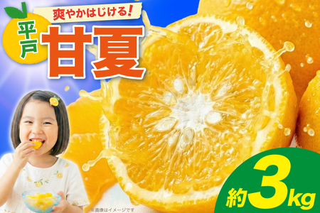 【期間限定発送】 みかん 甘夏 約3kg 6個前後 [ひらど新鮮市場 長崎県 平戸市 hr42bgy400228]