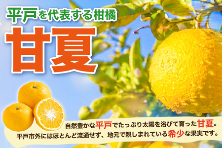 【期間限定発送】 みかん 甘夏 約3kg 6個前後 [ひらど新鮮市場 長崎県 平戸市 hr42bgy400228]