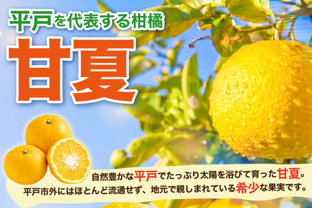【期間限定発送】 訳アリ みかん 甘夏 約5kg 15～20個前後 [ひらど新鮮市場 長崎県 平戸市 hr42bgy400227]