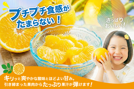 【期間限定発送】 訳アリ みかん 甘夏 約5kg 15～20個前後 [ひらど新鮮市場 長崎県 平戸市 hr42bgy400227]