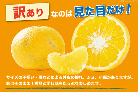 【期間限定発送】 訳アリ みかん 甘夏 約5kg 15～20個前後 [ひらど新鮮市場 長崎県 平戸市 hr42bgy400227]