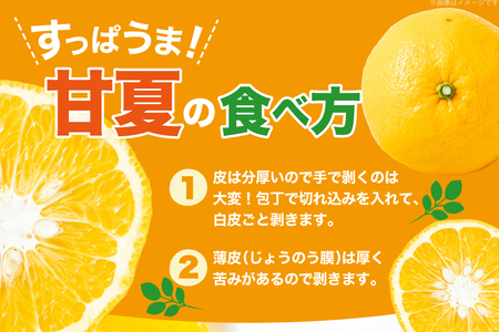 【期間限定発送】 訳アリ みかん 甘夏 約5kg 15～20個前後 [ひらど新鮮市場 長崎県 平戸市 hr42bgy400227]