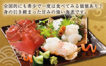 【受付停止】平戸 ウチワエビ 三昧 1000kg【平戸さくら水産】[KAA152]/ 長崎 平戸 魚介類 海老 えび エビ ウチワエビ 味噌汁 フライ 刺身 しゃぶしゃぶ ボイル