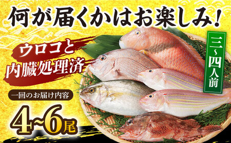 【6回定期便】朝獲れ！平戸地魚詰合せ定期便【平戸瀬戸市場協同組合】[KAA304]/ 長崎 平戸 魚介類 魚 鮮魚 内臓処理 下処理 旬魚 海鮮 定期便