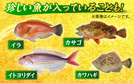 【6回定期便】朝獲れ！平戸地魚詰合せ定期便【平戸瀬戸市場協同組合】[KAA304]/ 長崎 平戸 魚介類 魚 鮮魚 内臓処理 下処理 旬魚 海鮮 定期便