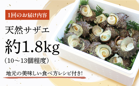 【6回定期便】平戸産を活きたまま天然活サザエ計10.8kg（約1.8kg×6回）【株式会社ひらど新鮮市場】[KAB163]/ 長崎 平戸 魚介類 天然 サザエ 定期便