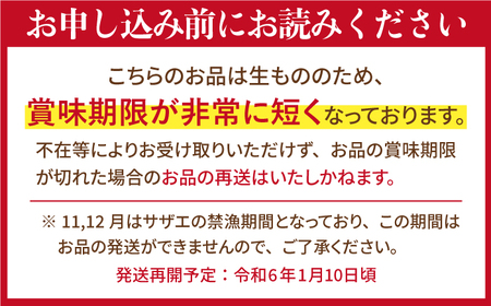 【10回定期便】天然活サザエ 18kg（約1.8kg×10回）【株式会社ひらど新鮮市場】[KAB164]/ 長崎 平戸 魚介類 天然 サザエ 定期便