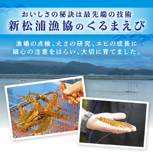 くるまえび みそ漬け200g×2P( エビ 海老 えび 福島産 車エビ 海老 えび 人気 新鮮 養殖 くるまえび 味噌漬け 自家製味噌 魚貝類 魚介 魚介類 海鮮 おいしい おすすめ 長崎県 味噌 みそづけ 食品 海鮮類 )【B4-074】