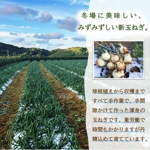 JR九州ファームの 新玉ねぎ 10kg( 玉ねぎ 甘い 野菜 新玉ねぎ 野菜 国産 送料無料 )【B7-023】