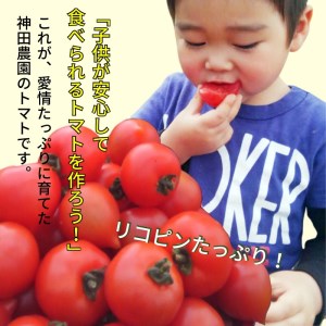 【A9-014】期間限定　真っ赤なトマトわけあり大容量6kg～7kg