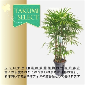 緑の匠が選んだ観葉植物 素敵な空間づくりに シュロチク 10号( シュロチク 観葉植物 インテリア 植物 新築祝い 贈り物 開店祝い 引っ越し祝い 送料無料 )【E7-003】