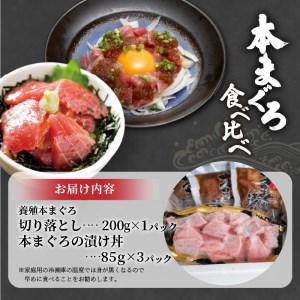 鷹島産本まぐろ食べ比べ「切落し200gと漬け丼85g×3P」( マグロ 本マグロ 鷹島産本マグロ まぐろ丼 本マグロ赤身 本マグロ中トロ 本まぐろ大トロ マグロ切り落とし 本マグロ切り落とし )【B4-052】