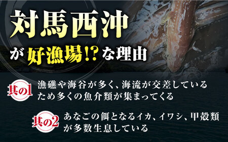 対馬産 天然あなごの開き500g×2《対馬市》【すし処慎一】国産 肉厚 穴子 アナゴ 新鮮 冷凍 白焼き 天ぷら 揚げ物 贈り物 [WCO002]