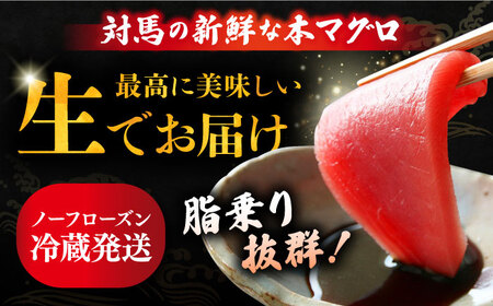 対馬産 生 本マグロ 500g （赤身、中トロ、大トロ）《対馬市》【対海】 中トロ 大トロ まぐろ マグロ 鮪 [WAH025]