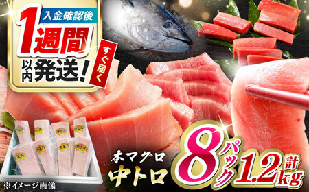 【1週間以内発送】対馬産 本マグロ 中トロ 1.2kg(8パック)マグロ まぐろ 本鮪 中とろ [WAH020] スピード発送 最速発送 最短発送