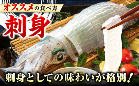 対馬産 アオリイカ 1kg 海鮮 魚介 いか イカ 刺身  [WAA029] アオリイカ烏賊