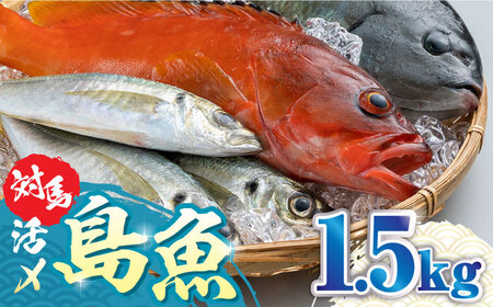 対馬 活〆 島魚 セット 1.5kg《対馬市》【対馬地域商社】九州 長崎