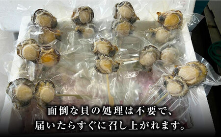 ヒオウギ貝　むき身　2個串刺し×9パック [WCS012] 肉厚 ひおうぎ貝 下処理済 貝 新鮮 